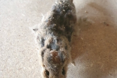 20200430_145345-scaled